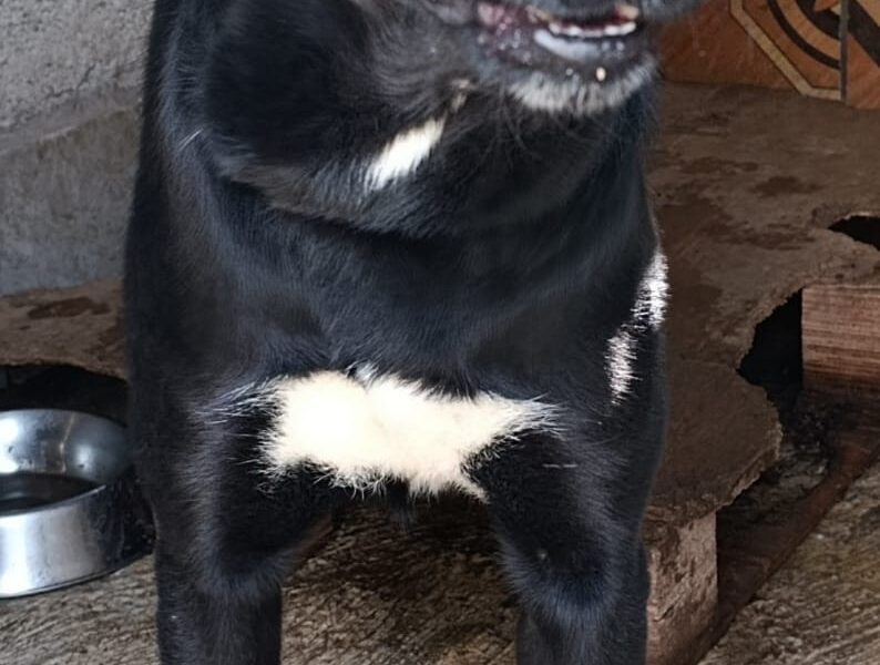 FRIOLITO