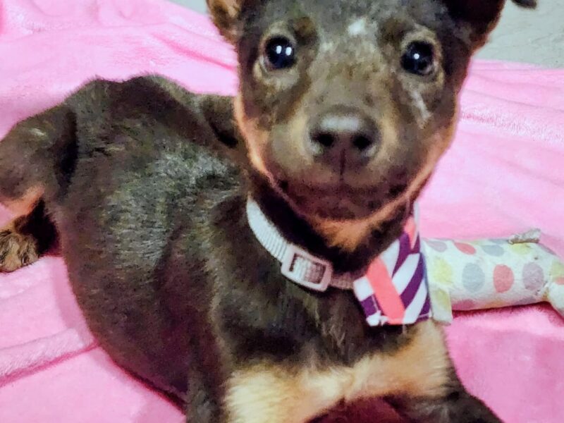 LLANA
