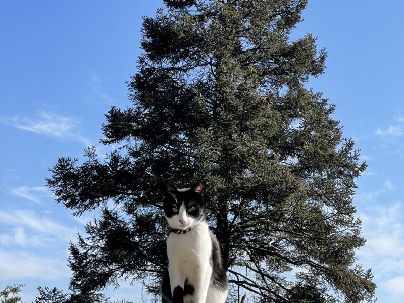 FIGARO
