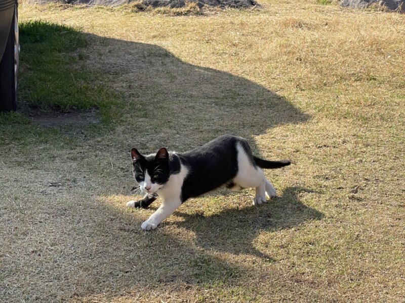 FIGARO