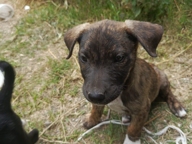 THOR