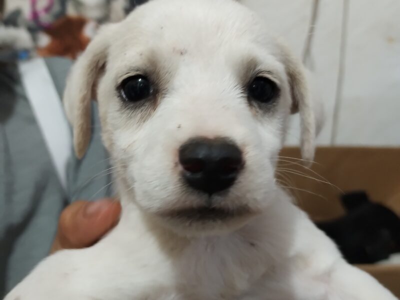 YUKI
