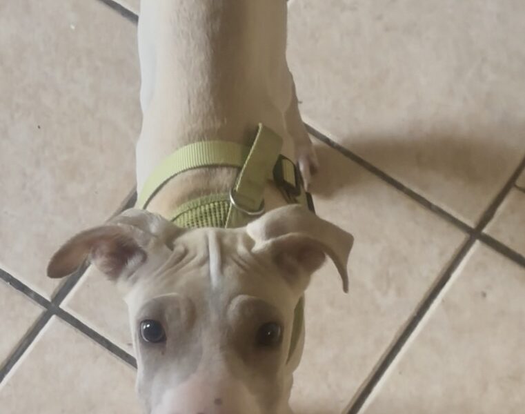 BENITO