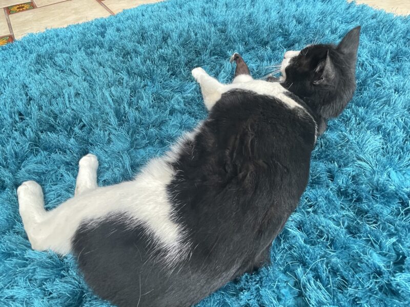 FIGARO