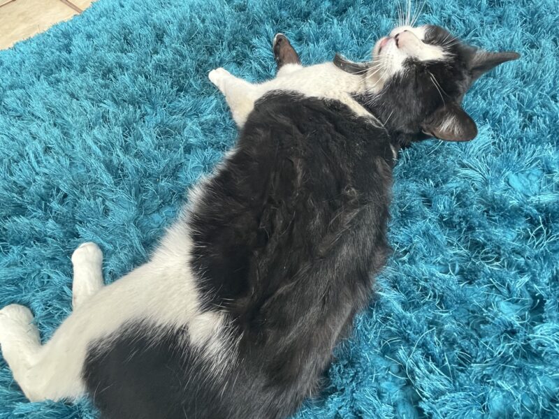 FIGARO