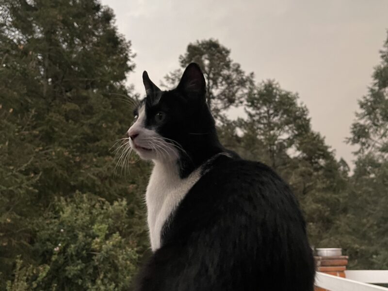 FIGARO