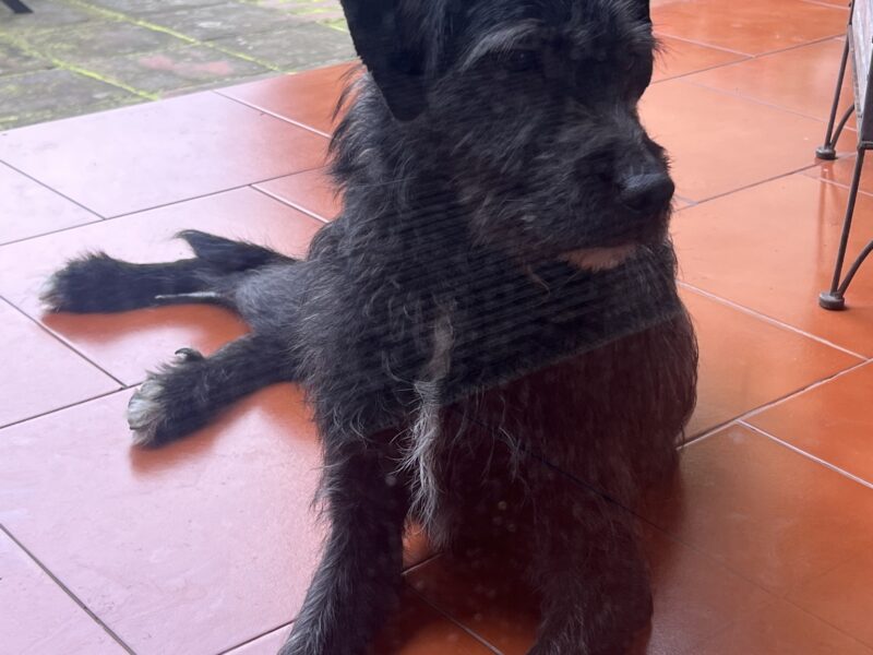 Flavia