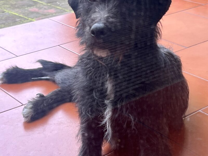 Flavia