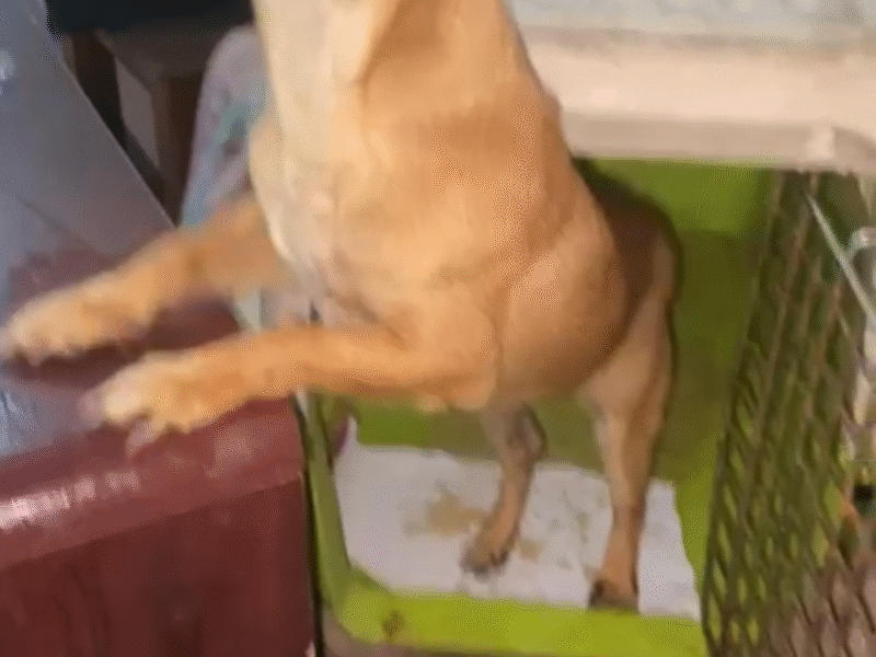 CHISPITA