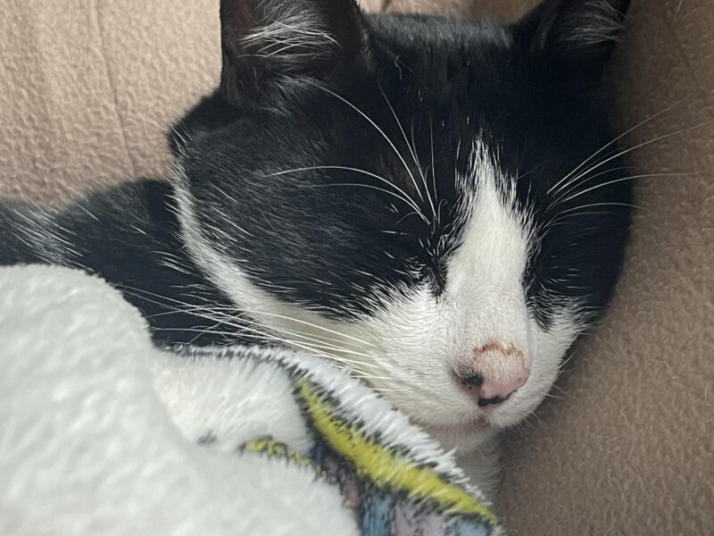 FIGARO