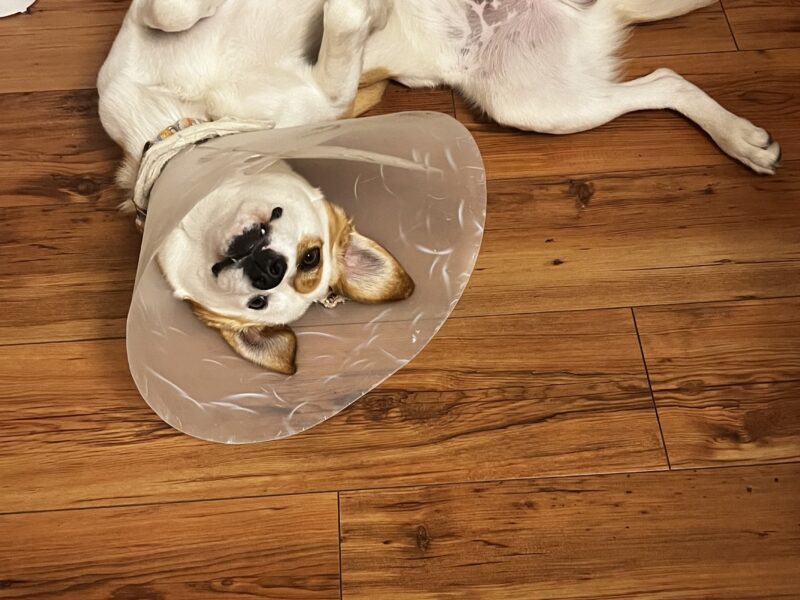 SAM
