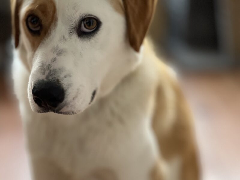 SAM