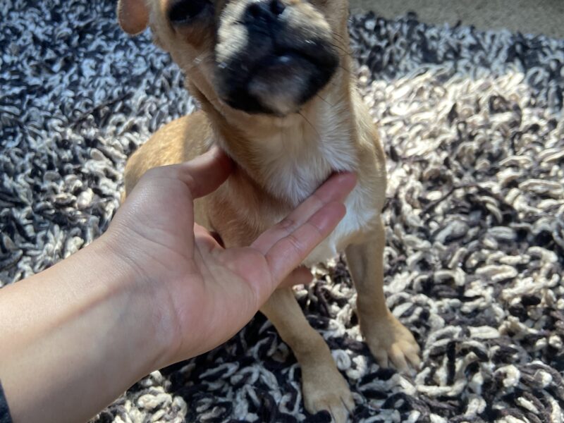 PIPA