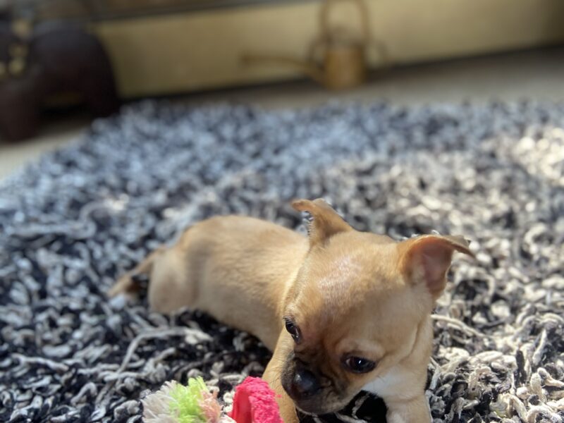 PIPA