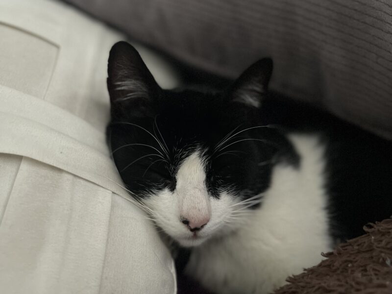 FIGARO