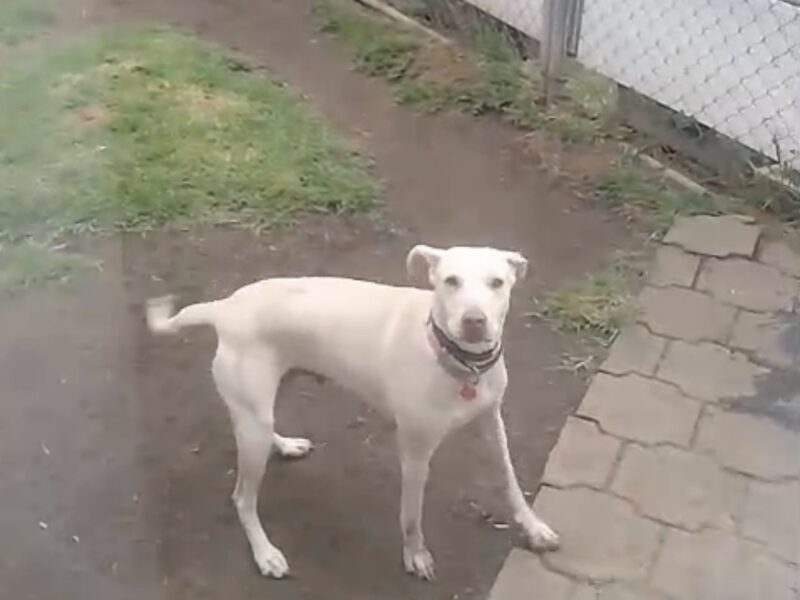 RUBÍ