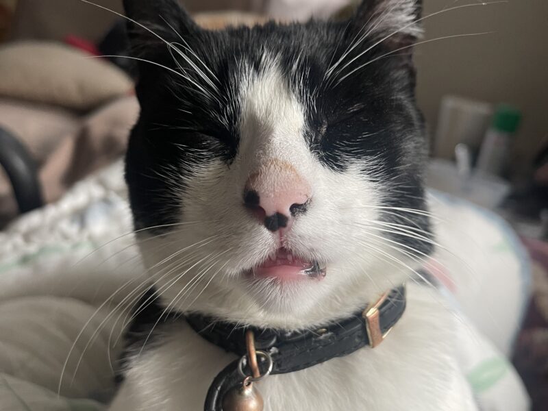 FIGARO