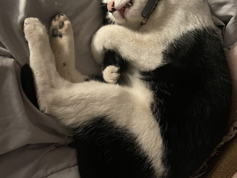 FIGARO
