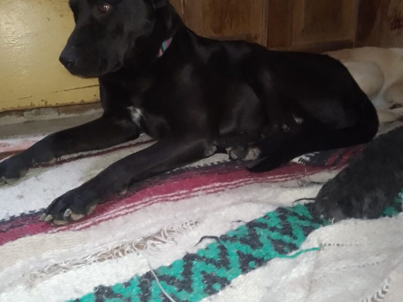 ROCO
