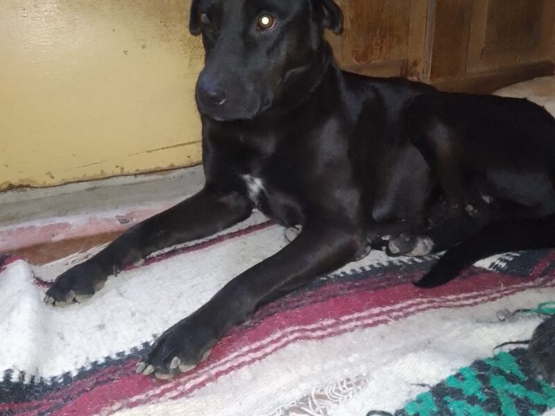 ROCO