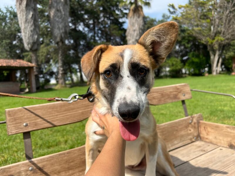 FRIDA