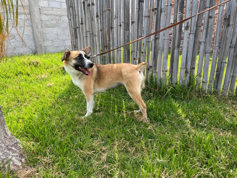 FRIDA