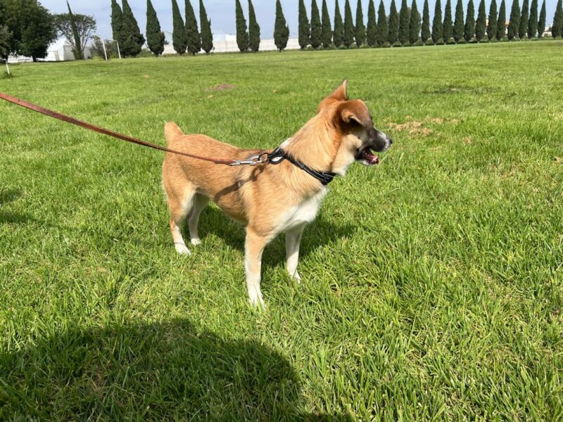 FRIDA