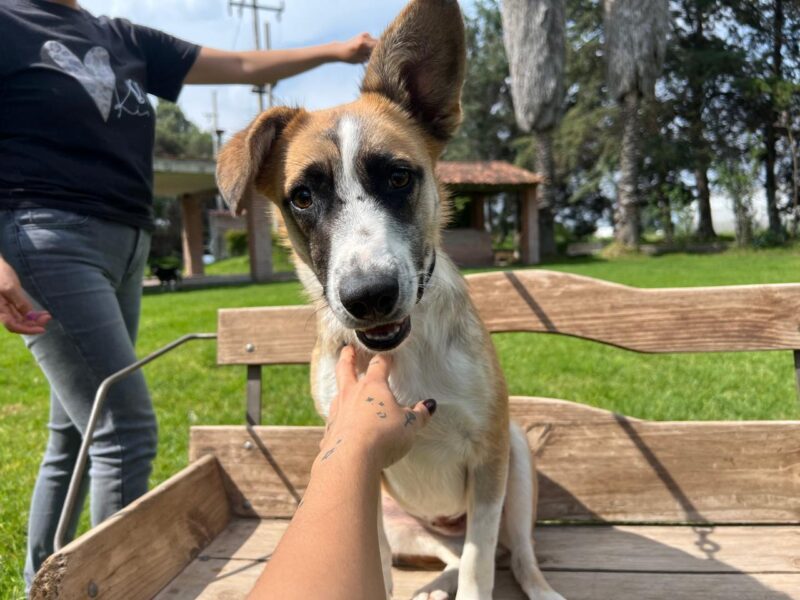 FRIDA