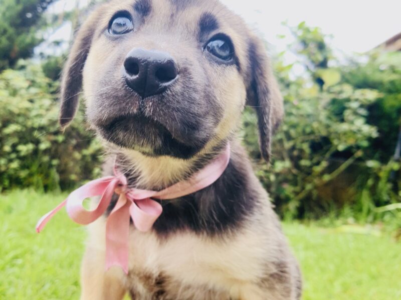 LUNA