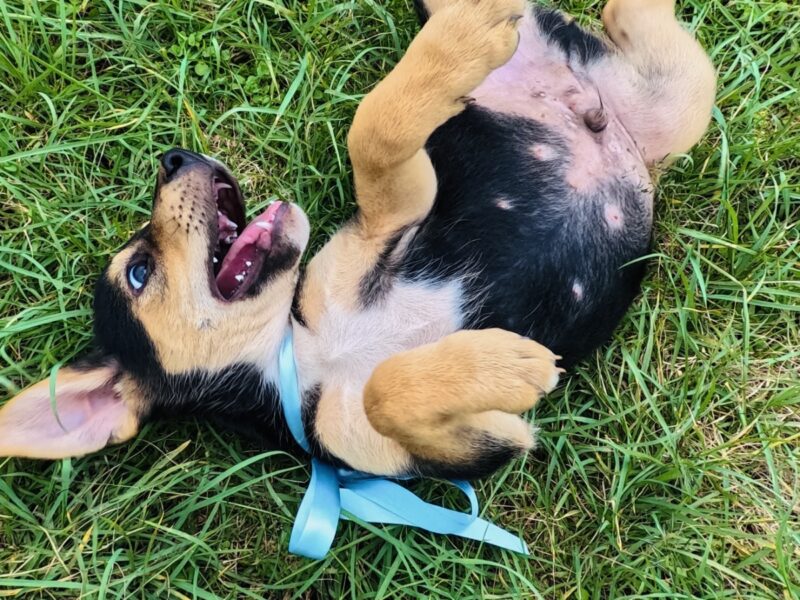 LUCA