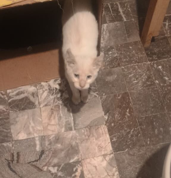 ROMEO