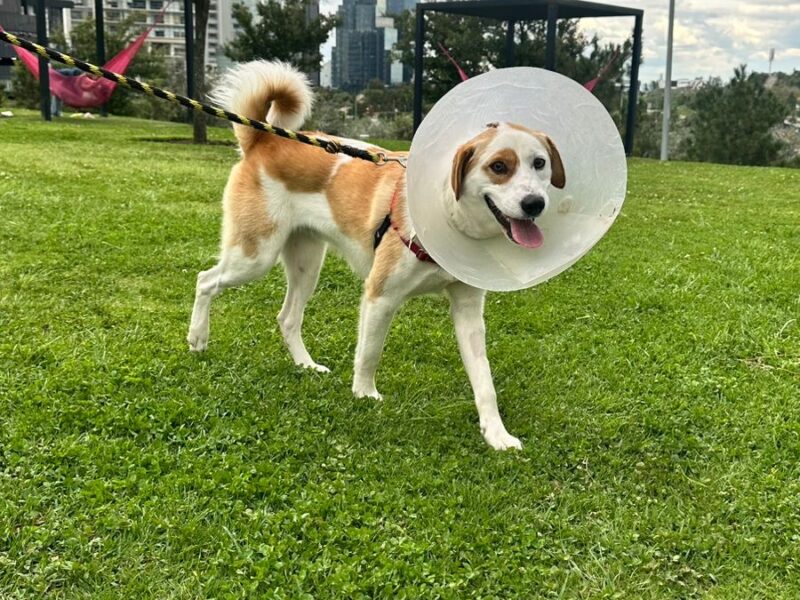 SAM