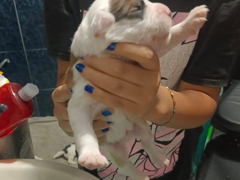 ZEUS