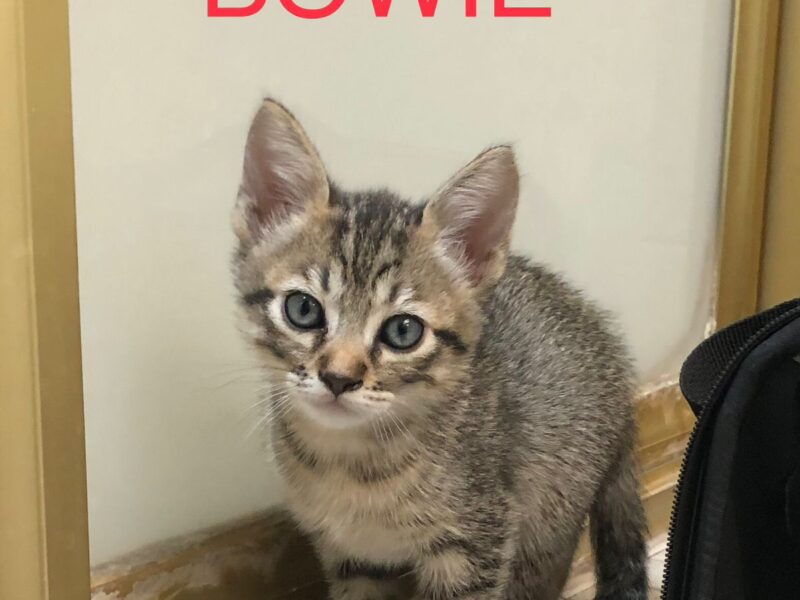 BOWIE