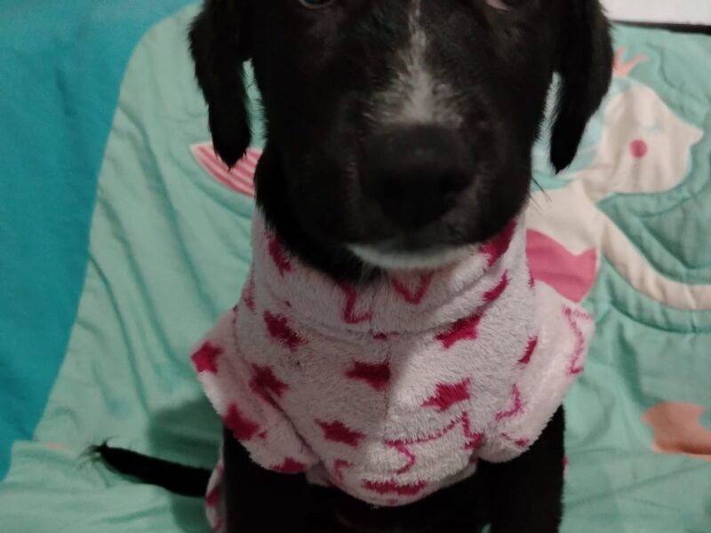 Lila