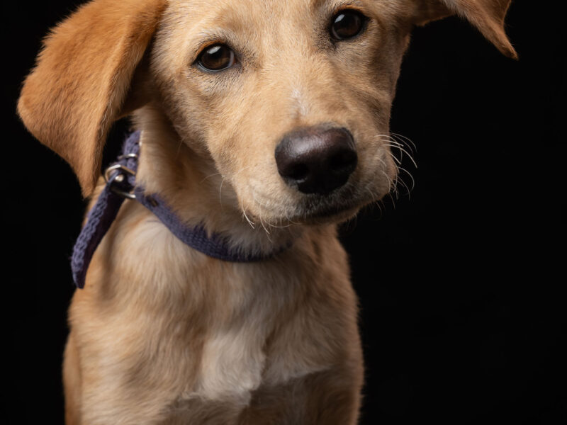 KIRA