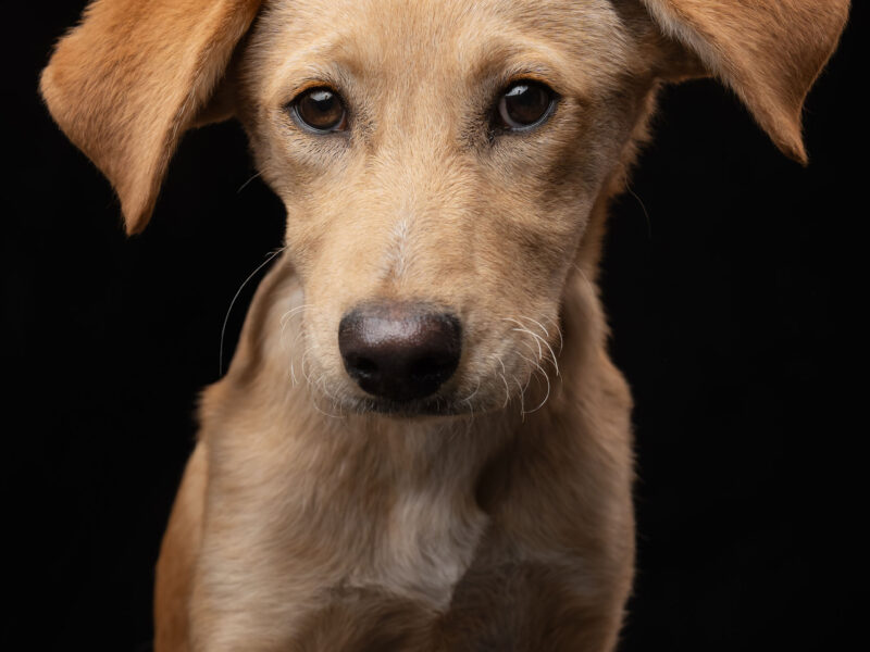 KIRA