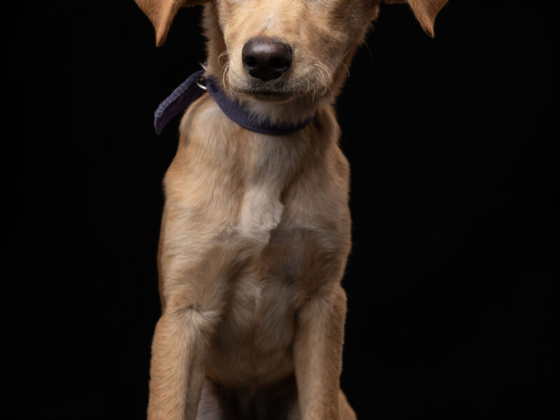KIRA