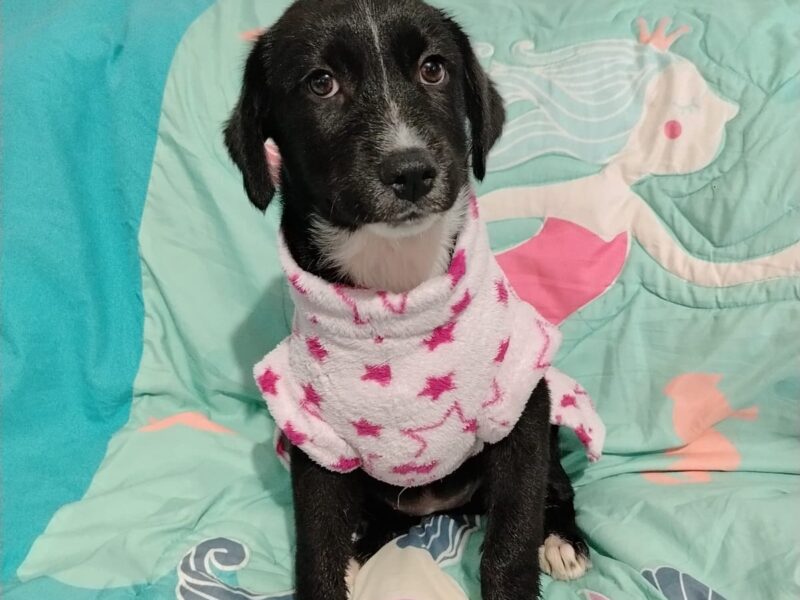 Lila