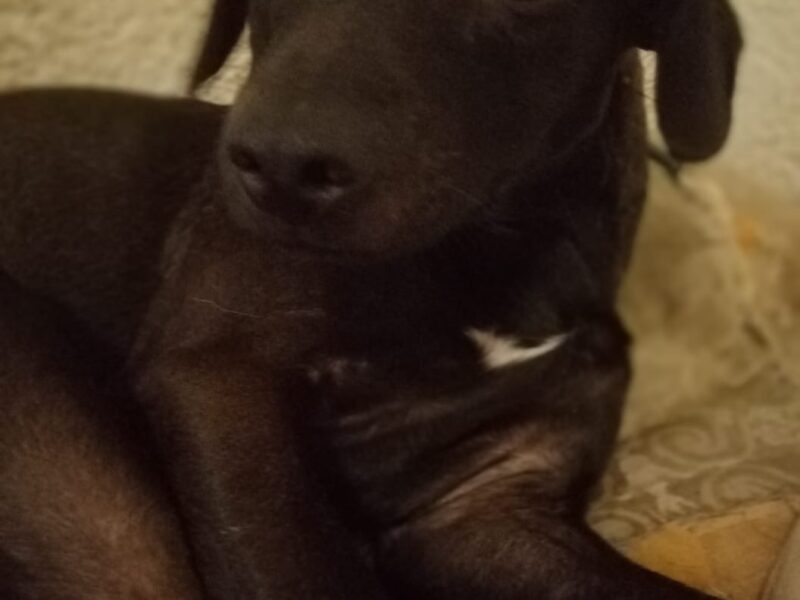 Zia