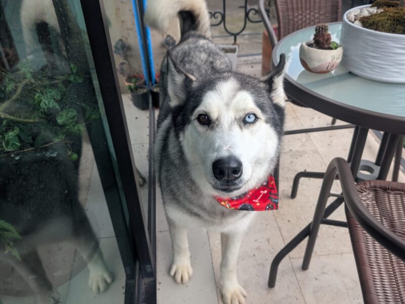 LOBO