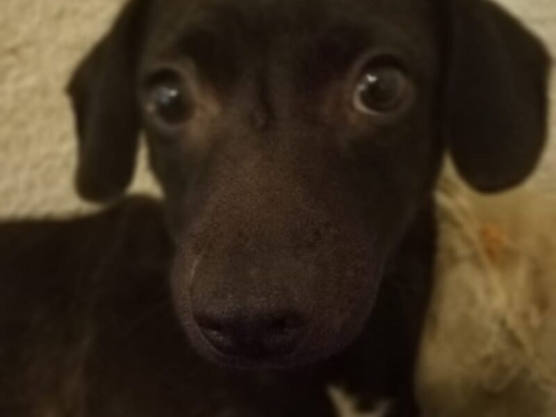 Zia
