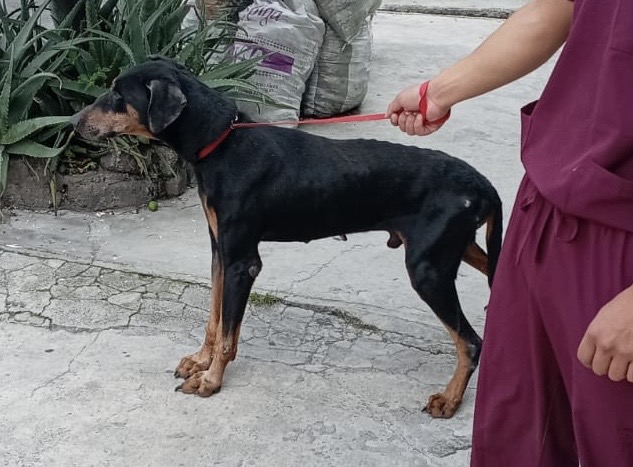 DRACO