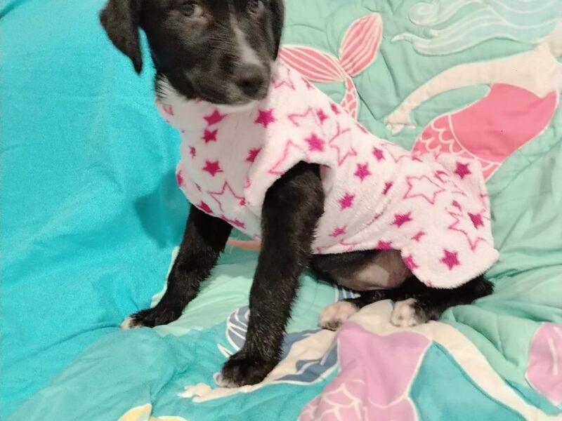 Lila