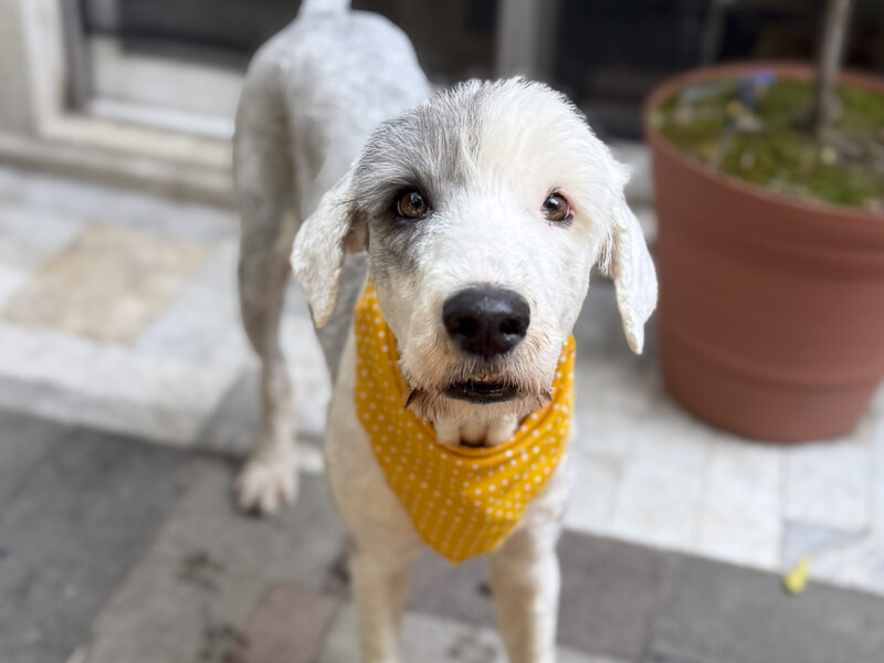 FELIPA