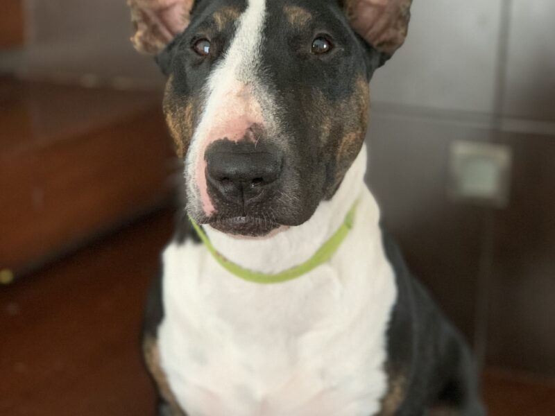 CHILA
