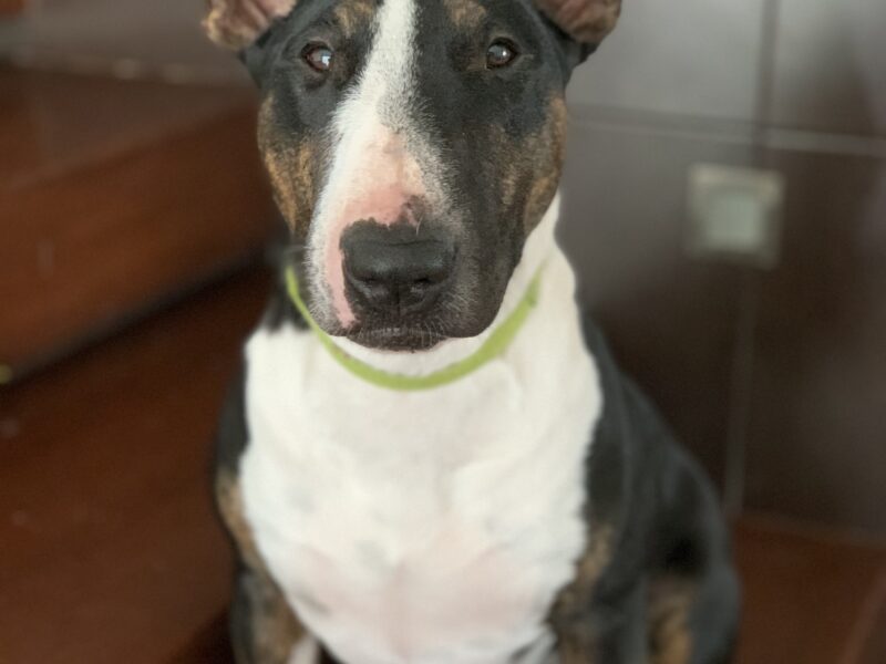 CHILA