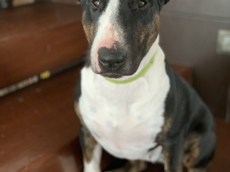 CHILA
