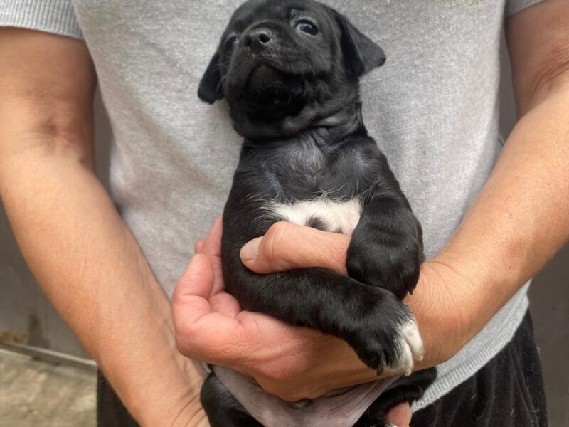 ASTRO