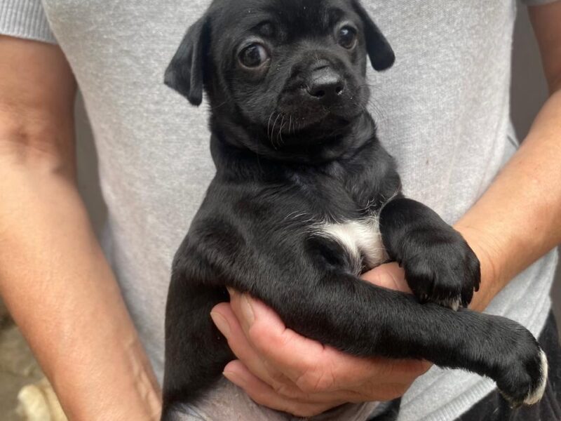 ASTRO